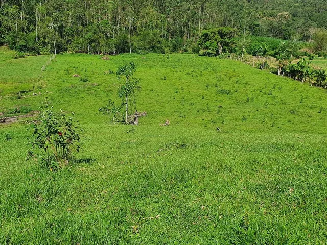 Imagem 4: Terreno Rural Tijucas com Riacho nos Fundos