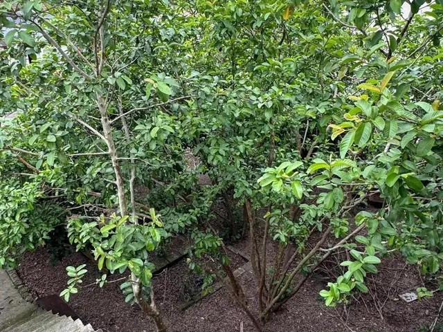Imagem 4: 0 Terreno / lote com venda por R$450.000