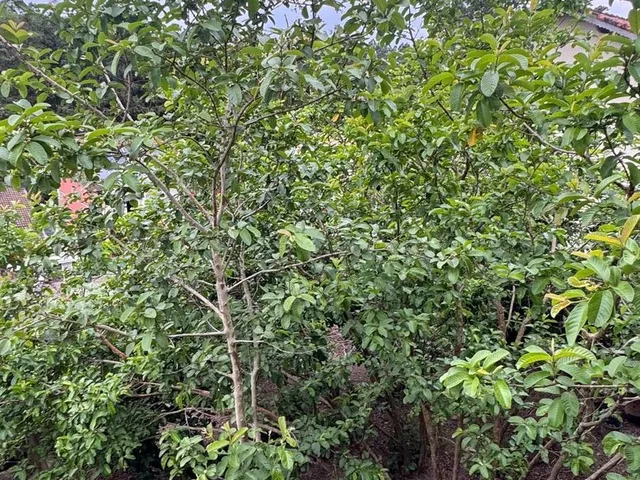 Imagem 7: 0 Terreno / lote com venda por R$450.000