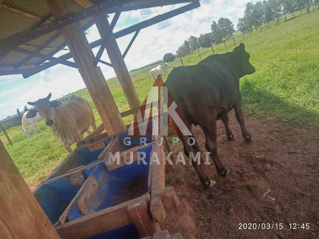 Imagem 4: Fazenda - Umuarama - Paraná
