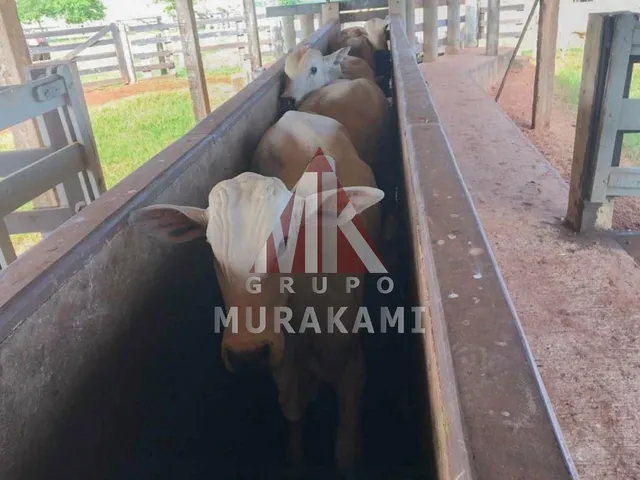 Imagem 3: Fazenda - Umuarama - Paraná