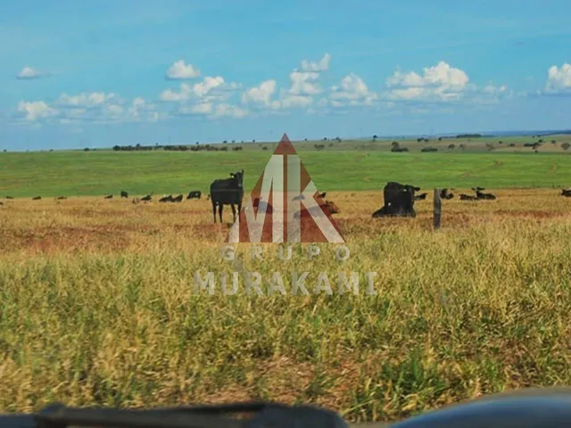 Imagem 13: Fazenda - Camapuã - Ms