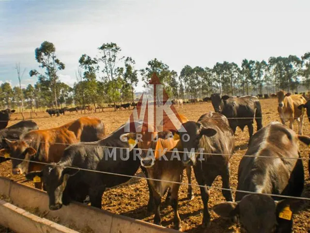 Imagem 11: Fazenda - Camapuã - Ms