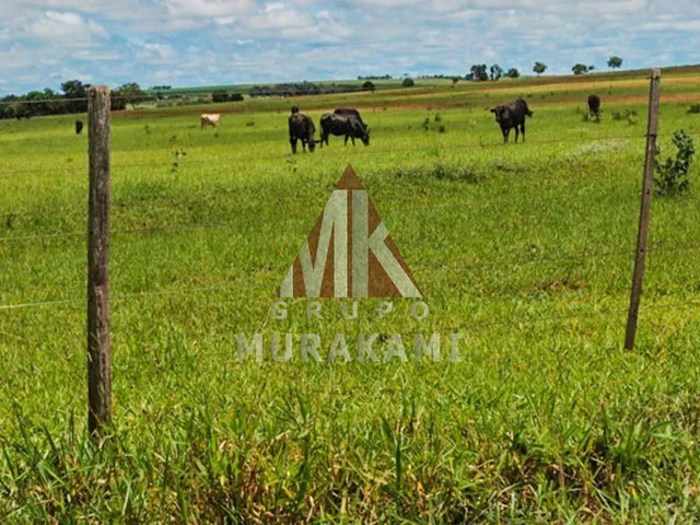 Imagem 7: Fazenda - Camapuã - Ms