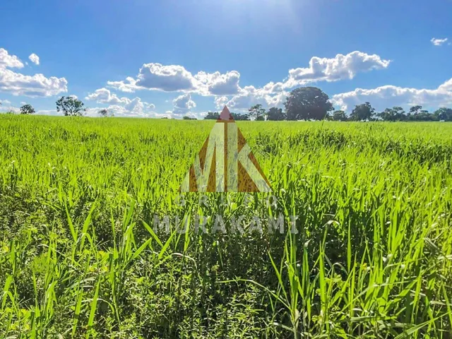 Imagem: Fazenda - São Gabriel do Oeste - Ms