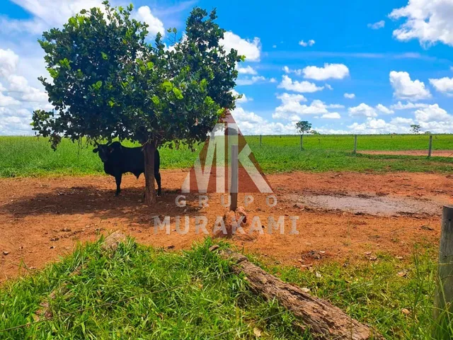 Imagem 9: Fazenda - Rio Negro - Ms