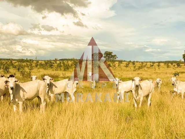 Imagem 3: Fazenda - Figueirão - Ms