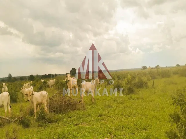 Imagem 7: Fazenda - Campo Grande - Ms