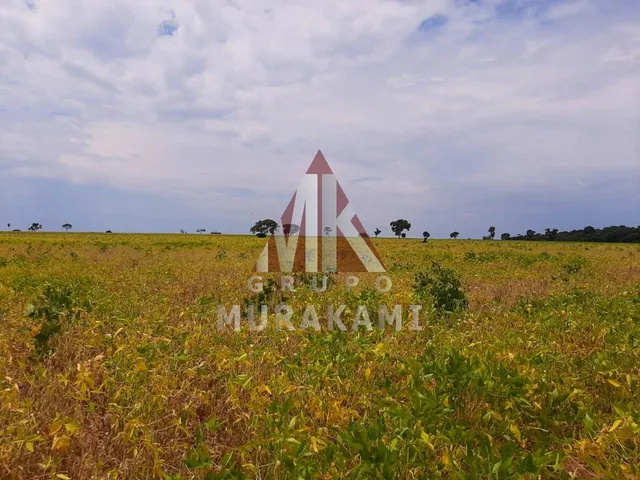 Imagem: Fazenda - Iguatemi - Ms