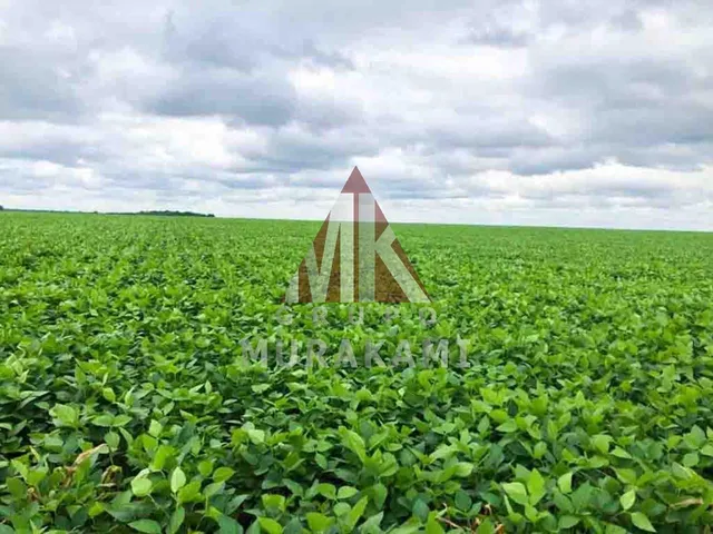 Imagem 10: Fazenda - Confresa - Mato Grosso