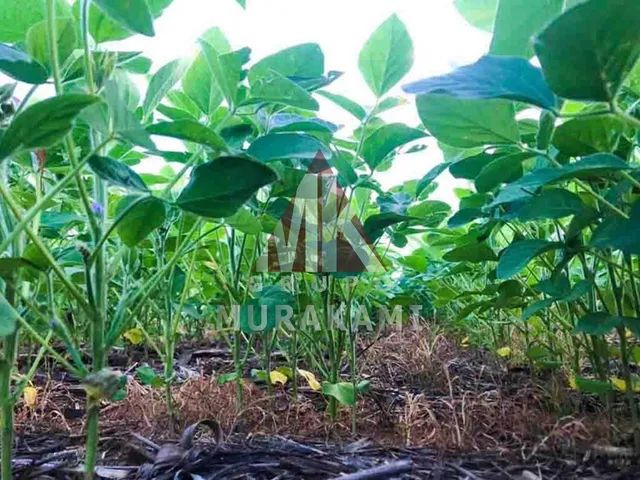 Imagem 6: Fazenda - Confresa - Mato Grosso