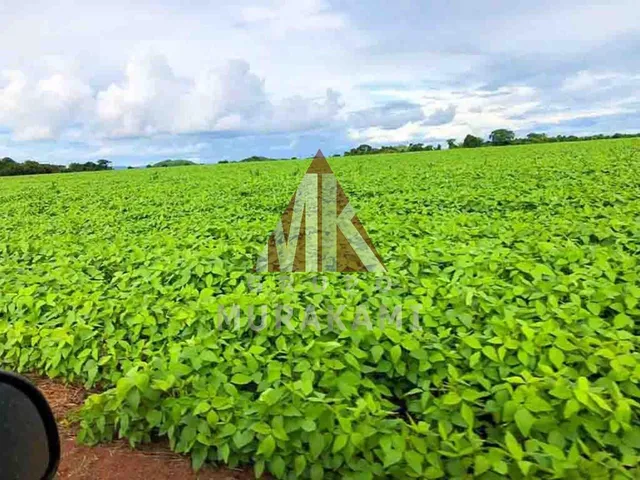 Imagem 13: Fazenda - Confresa - Mato Grosso