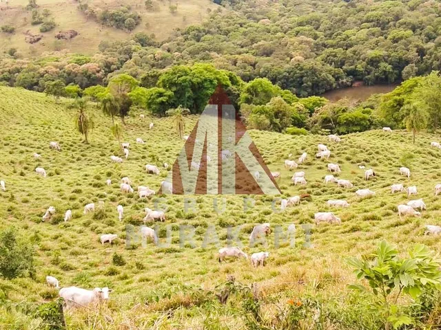 Imagem 5: Fazenda - Palmital - Paraná