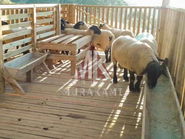 Imagem 4: Fazenda - Palmital - Paraná