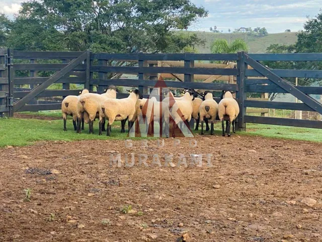 Imagem 8: Fazenda - Palmital - Paraná