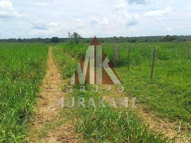 Imagem 13: Fazenda - São Gabriel do Oeste - Ms