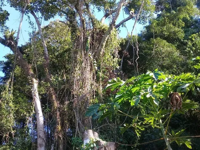 Imagem 13: Imperdível! Casa À Venda em Garopaba-Sc, na Praia do Siriú, com 4 Quartos, 2 Banheiros, 2 Vagas de Garagem e 125M²