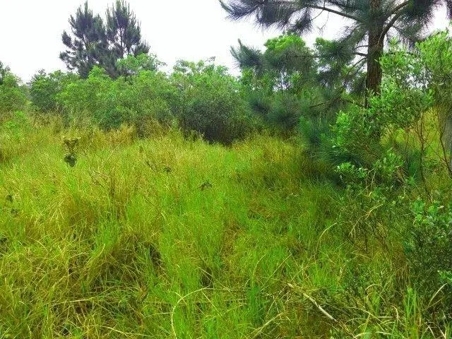Imagem 15: 0 Terreno / lote com venda por R$1.550.000