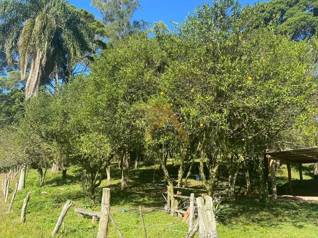 Imagem 7: Sítio Amplo com 9 Hectares Escriturado
