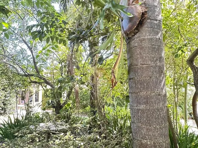 Imagem 6: 0 Casa com 3 dormitórios
