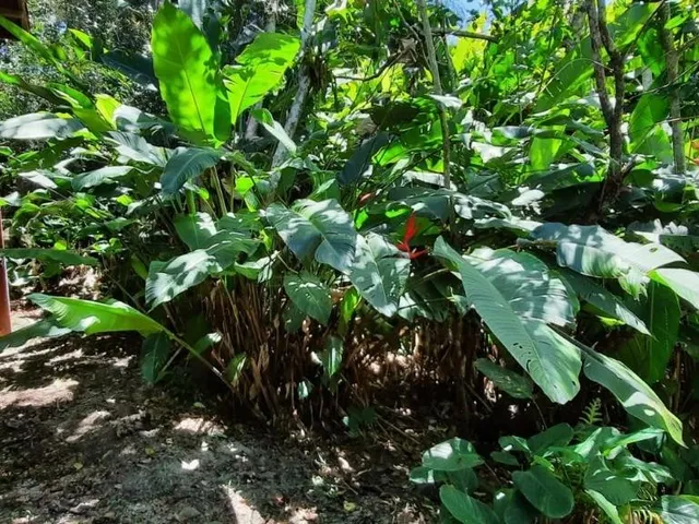 Imagem 4: Imóvel À Venda: Casa de 2 Quartos na Praia do Rosa, Imbituba-Sc - 126M² de Área!
