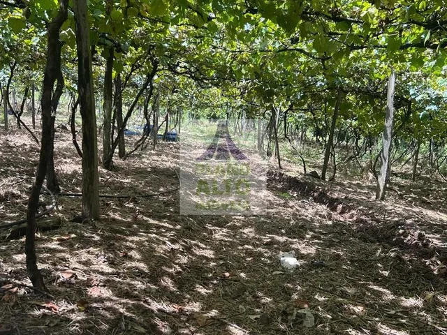 Imagem 16: 0 Chácara com venda por R$250.000