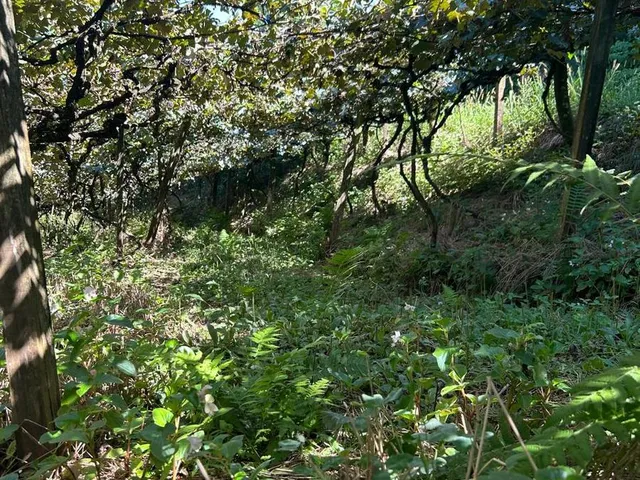 Imagem 2: 0 Chácara com venda por R$250.000