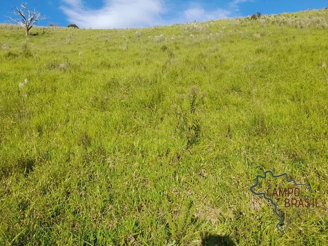 Imagem 3: Ótimo Sítio de 20 Alqueires para Pecuária em Cambuí - Mg!
