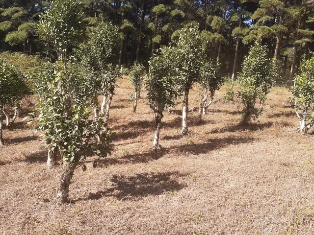 Imagem 4: Terreno À Venda no Bairro Bom Sucesso - Itaiópolis/Sc