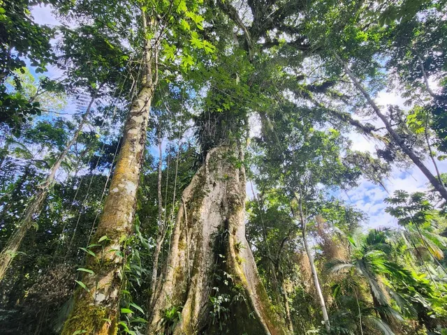 Imagem 16: Sítio -Ribeirão Souto, Pomerode Sc