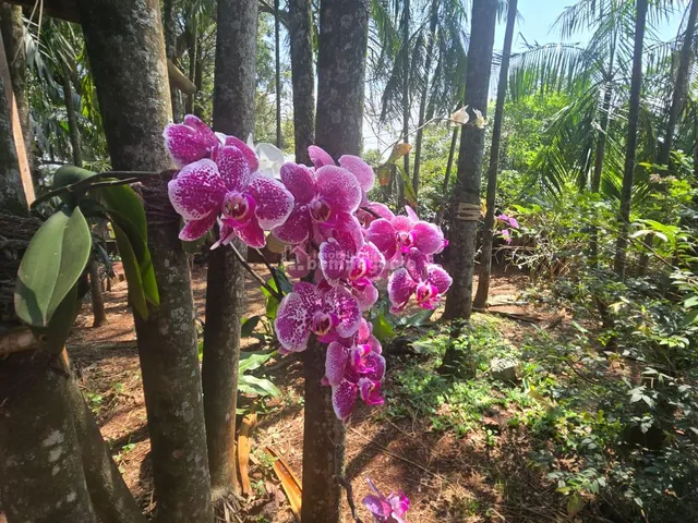 Imagem 2: Rural À Venda, Linha Lenz, Quatro Pontes - Pr