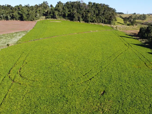Imagem 12: Rural À Venda, Linha Conrado, Dois Vizinhos - Pr