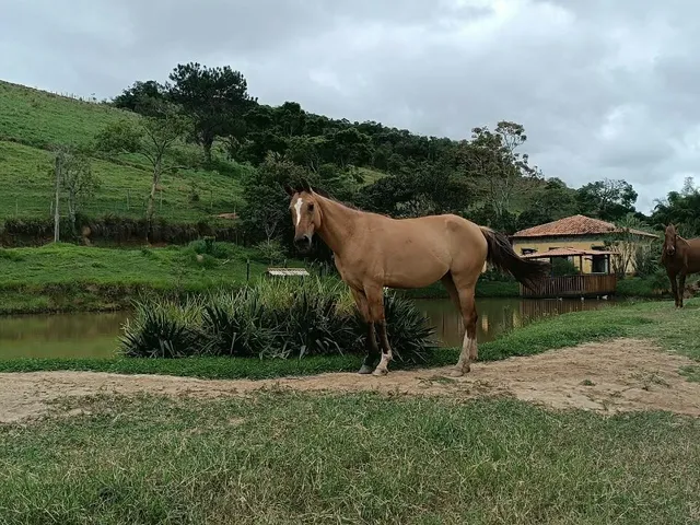 Imagem 5: Sitio em Jambeiro
