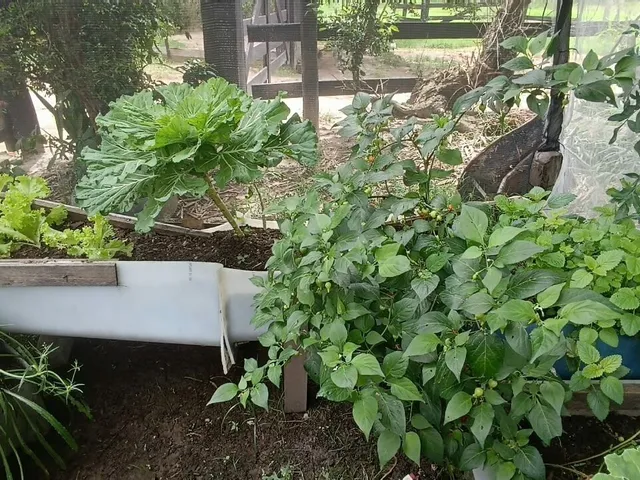 Imagem 13: Sitio em Jambeiro