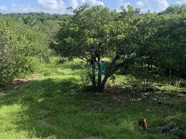 Imagem 9: Terreno Cercado Próximo Ao Parque Estadual - Pipa