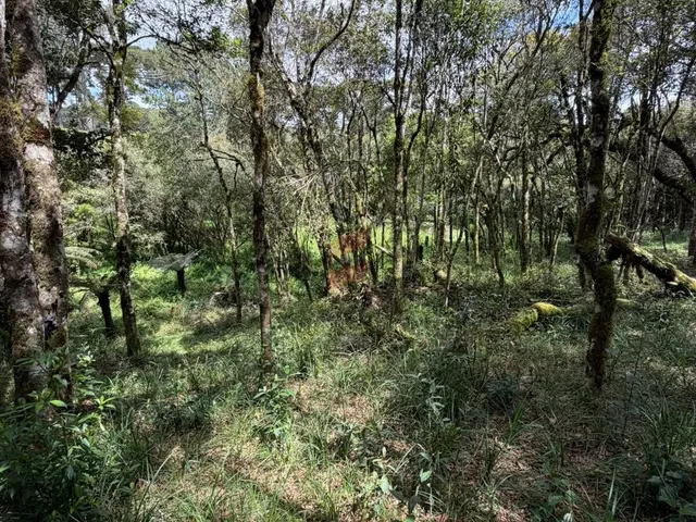 Imagem 8: Chácara À Venda com 3315M² por R$ 130.000,00 no Bairro Roça Nova - Piraquara / Pr