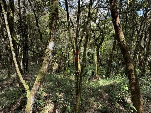 Imagem 10: Chácara À Venda com 3315M² por R$ 130.000,00 no Bairro Roça Nova - Piraquara / Pr