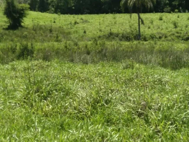 Imagem: Sítio À Venda no Bairro Santana de Caldas