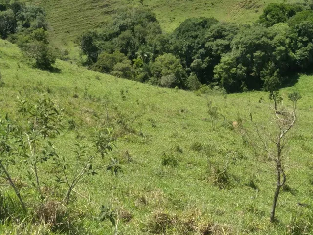 Imagem 8: Sítio À Venda no Bairro Santana de Caldas - Caldas/Mg