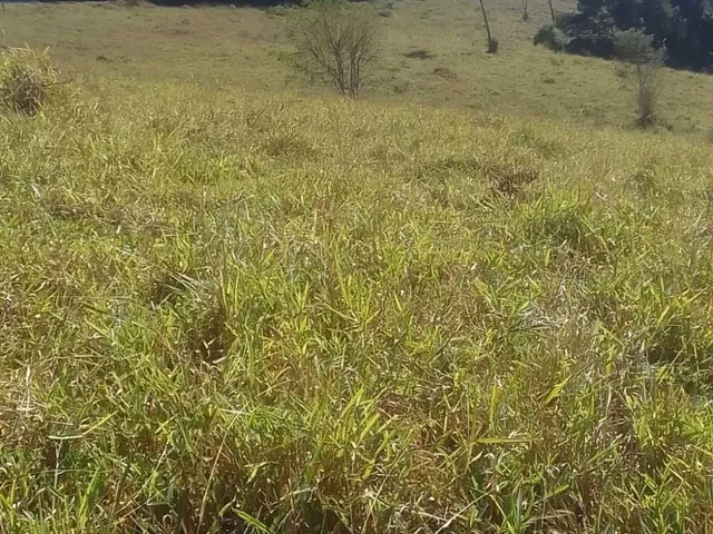 Imagem 4: Sítio À Venda no Bairro Santana de Caldas - Caldas/Mg