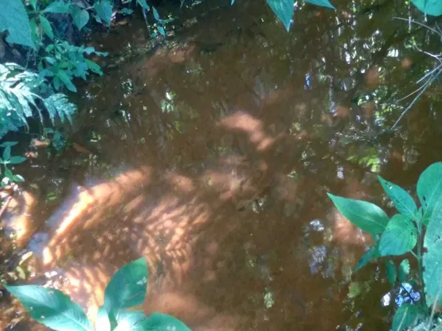 Imagem 10: Sítio À Venda no Bairro Santana de Caldas - Caldas/Mg