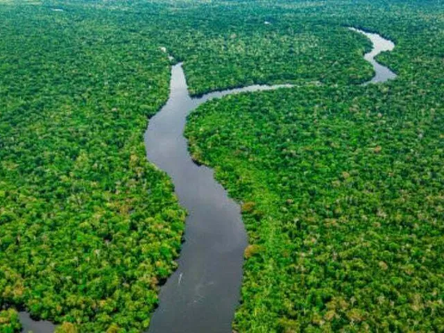 Imagem: Area Nativa Regiao Manicore
