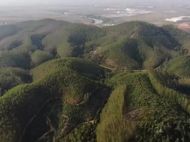 Imagem: Fazenda com Eucaliptos