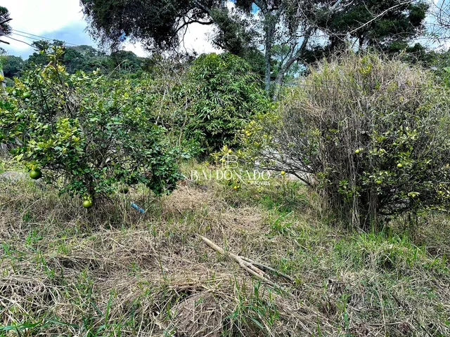 Imagem 4: Sitio a Venda em Toledo Mg 5000 Mil Metros Nascente Riacho