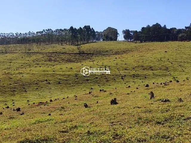 Imagem: Linda Fazenda de Pecuaria e Eucalipto